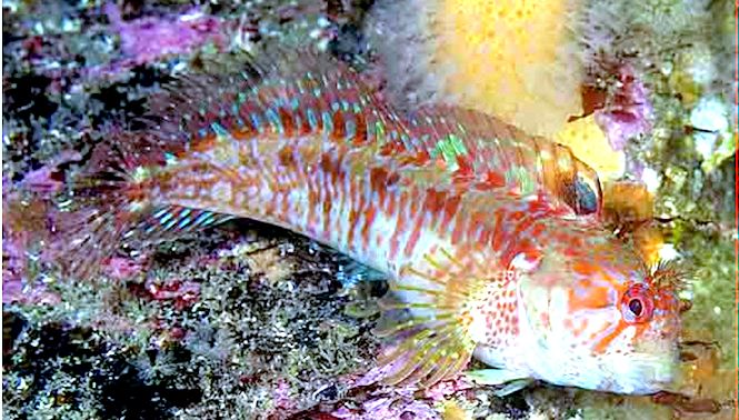 Parablennius ruber_2210